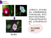 第3节 性状遗传具有一定的规律性课件PPT