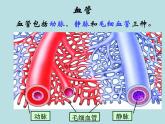 苏教版七年级下册生物 10.2人体的血液循环 课件