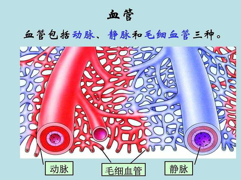 苏教版七年级下册生物 10.2人体的血液循环 课件02