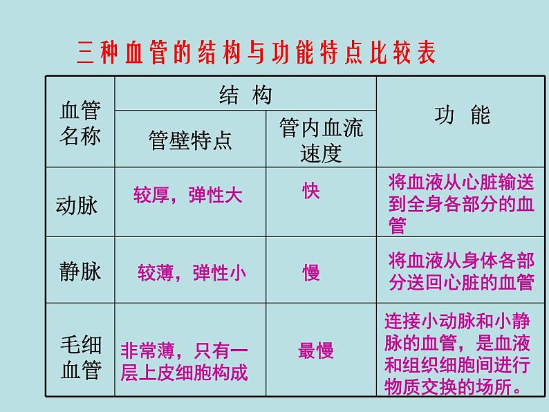 苏教版七年级下册生物 10.2人体的血液循环 课件03