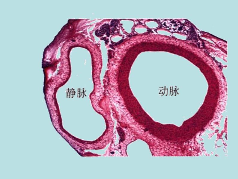 苏教版七年级下册生物 10.2人体的血液循环 课件05