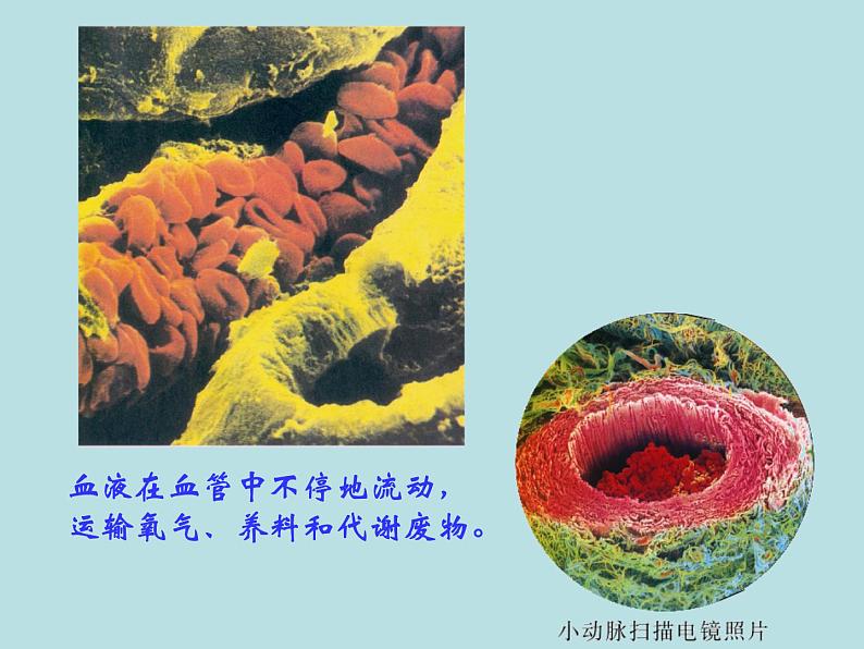 苏教版七年级下册生物 10.2人体的血液循环 课件06