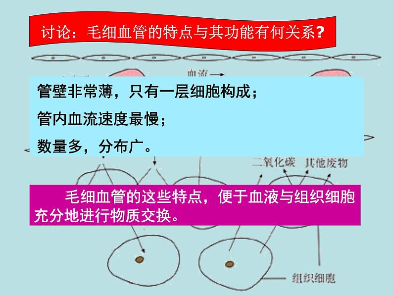 苏教版七年级下册生物 10.2人体的血液循环 课件07