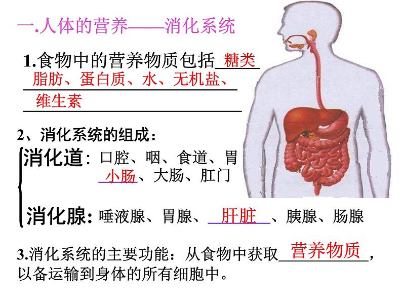 人教版七下生物 第2单元 复习课件03