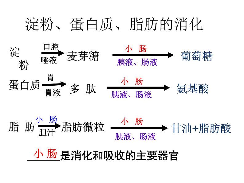 人教版七下生物 第2单元 复习课件04