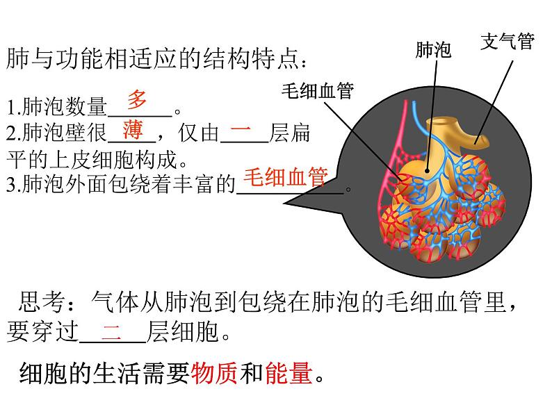 人教版七下生物 第2单元 复习课件第8页