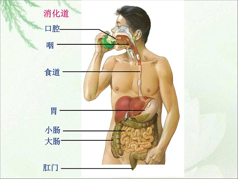 人教版七下生物 2.2消化和呼吸 课件第3页