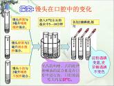 人教版七下生物 2.2消化和呼吸 课件