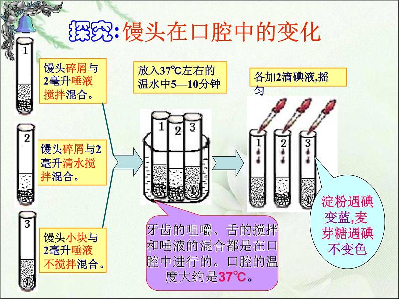 人教版七下生物 2.2消化和呼吸 课件第5页