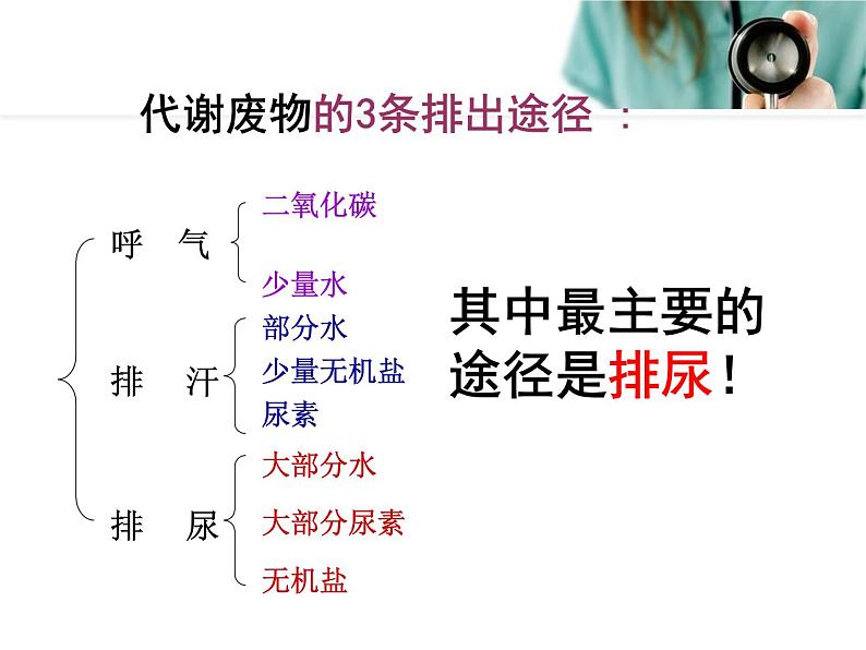 人教版七下生物 5人体内废物的排出 课件03