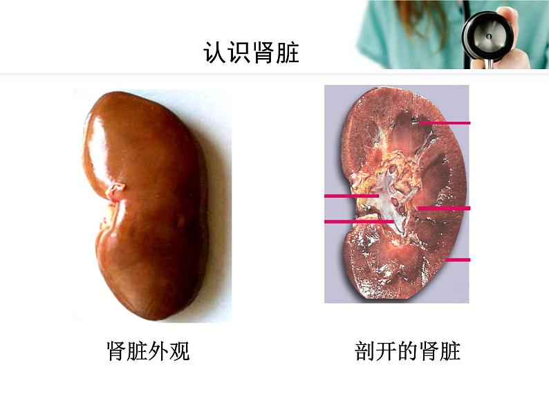 人教版七下生物 5人体内废物的排出 课件05