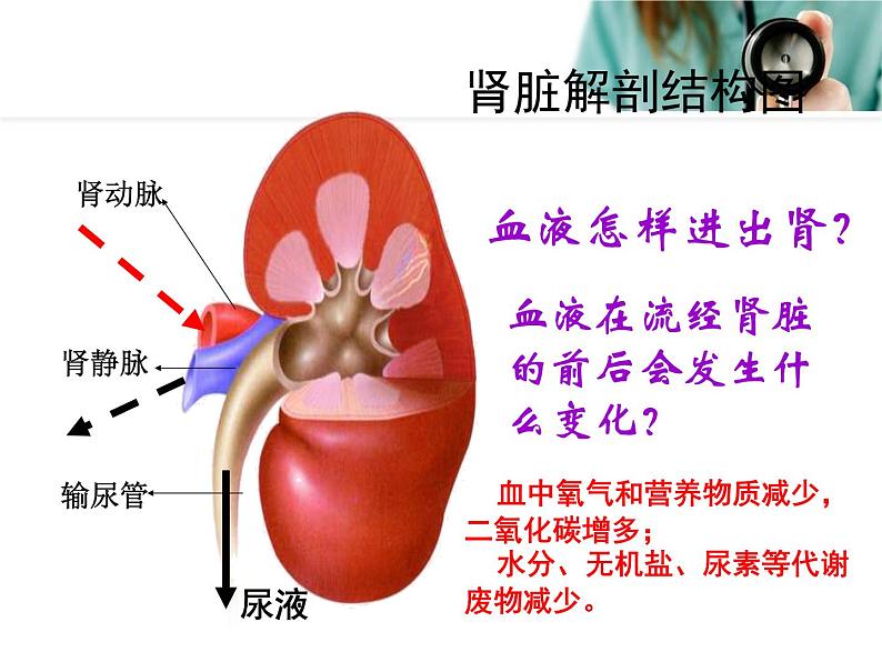 人教版七下生物 5人体内废物的排出 课件06