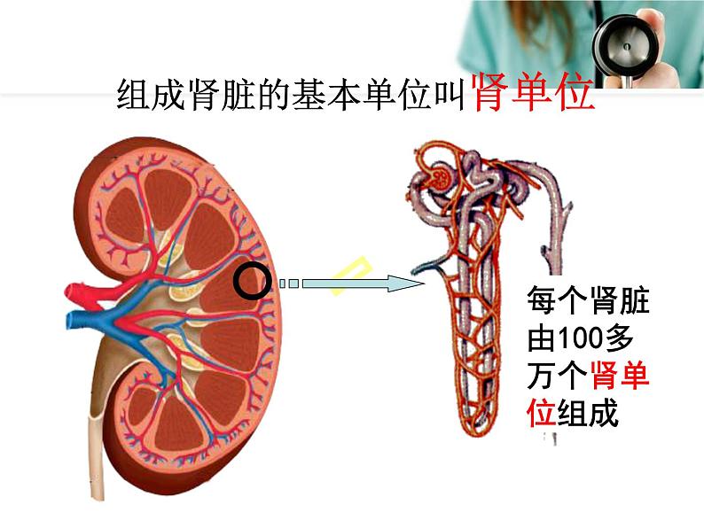 人教版七下生物 5人体内废物的排出 课件07