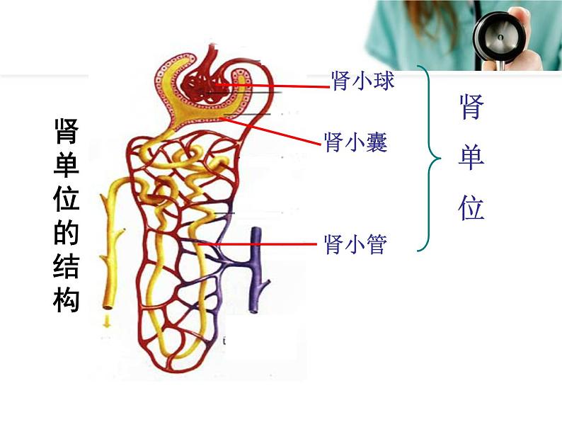 人教版七下生物 5人体内废物的排出 课件08