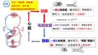 初中生物人教版 (新课标)七年级下册第三节 输送血液的泵──心脏教案配套课件ppt