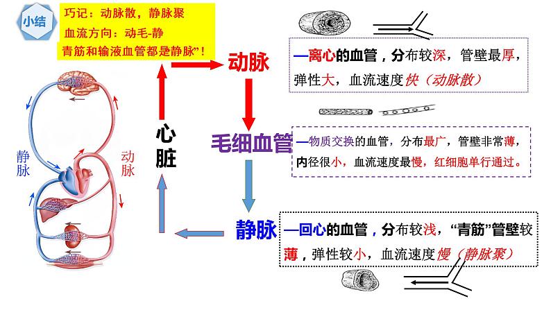 2022人教版生物七下第四章第三节输送血液的泵——心脏课件PPT01