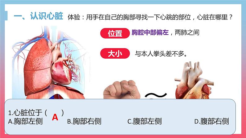 2022人教版生物七下第四章第三节输送血液的泵——心脏课件PPT04