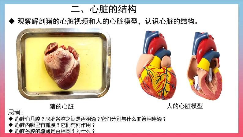 2022人教版生物七下第四章第三节输送血液的泵——心脏课件PPT05