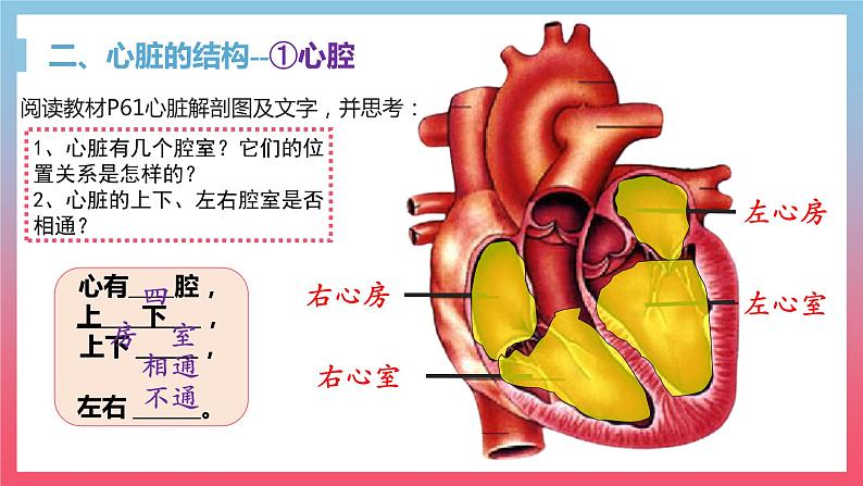 2022人教版生物七下第四章第三节输送血液的泵——心脏课件PPT07