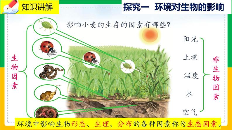 1.2 《生物与环境的相互影响》课件PPT+教案+同步练习03