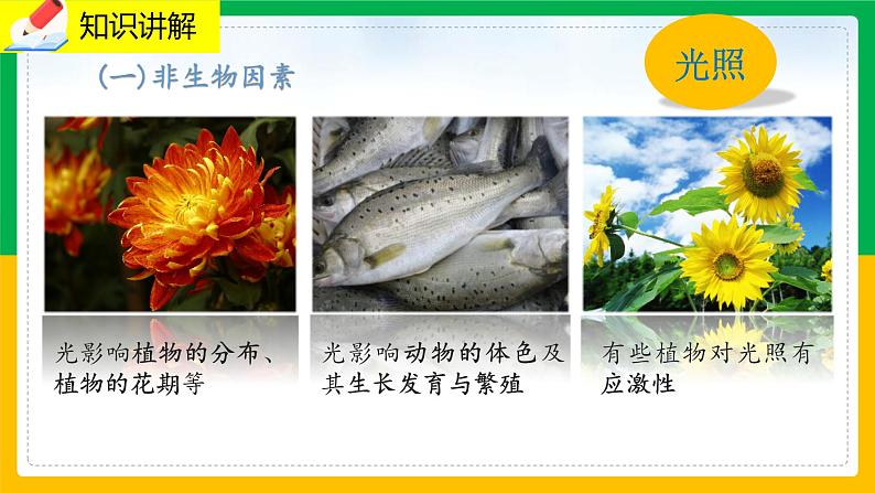 1.2 《生物与环境的相互影响》课件PPT+教案+同步练习04