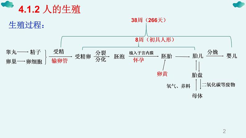 七年级下册知识默写-【临考必背】备战2022年中考生物知识点默写与背诵（人教版）课件PPT第2页