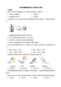 中考生物实验专项复习 动植物细胞的临时装片的制作及观察解析版