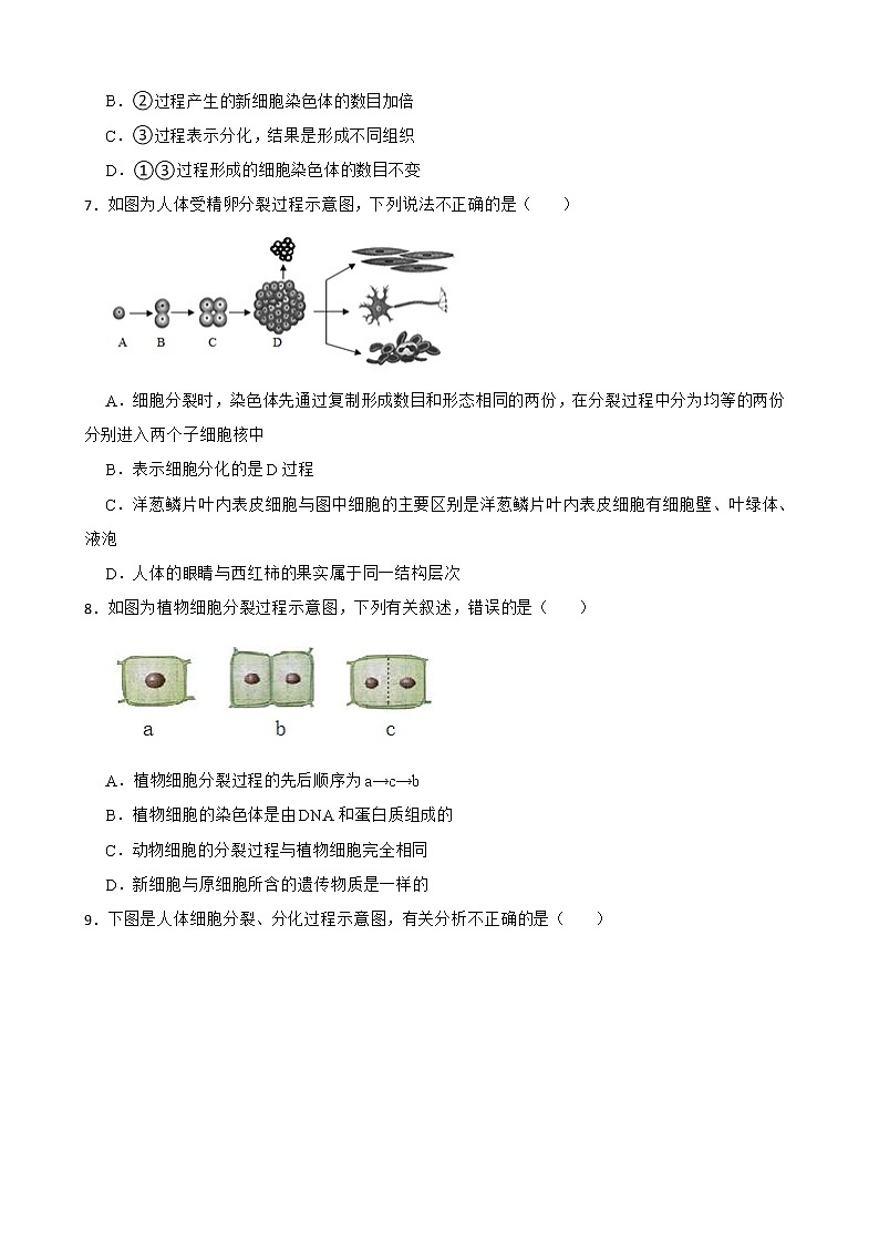 2022届中考生物二轮复习测试专题 细胞的生长、分裂和分化解析版第2页