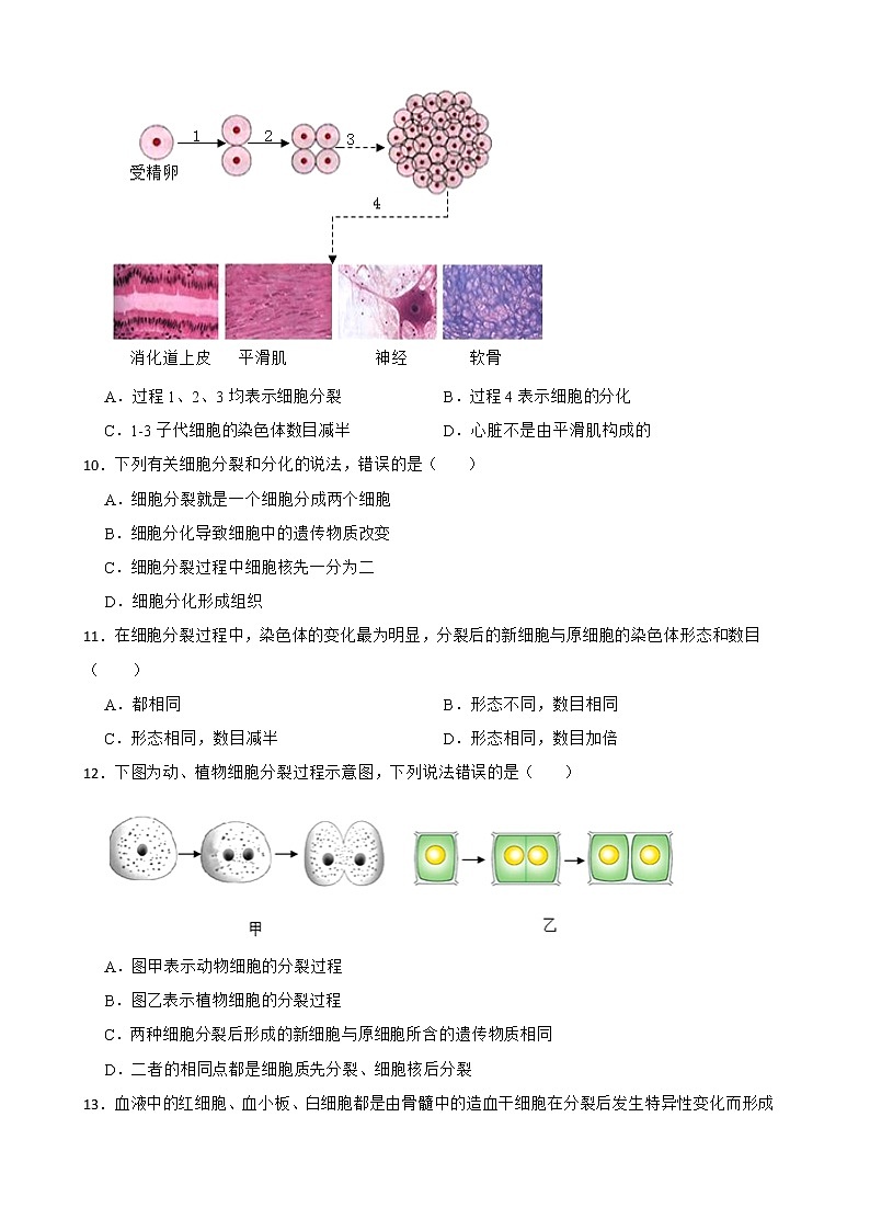 2022届中考生物二轮复习测试专题 细胞的生长、分裂和分化解析版第3页