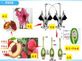 八下植物的生殖课件PPT