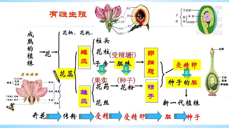 八下植物的生殖课件PPT06