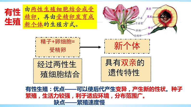 八下植物的生殖课件PPT07