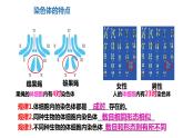 2022年中考生物专题复习：遗传和变异课件