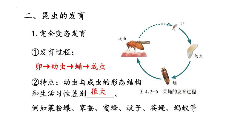 2022年中考生物专题复习：动物的生殖和发育课件第5页