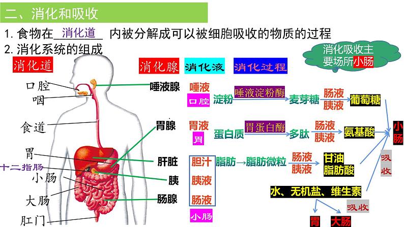 2022年中考生物复习课件--专题10人体的营养第5页