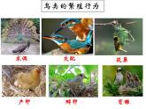 冀教版八年级下册生物  6.1.2动物的生殖和发育 课件