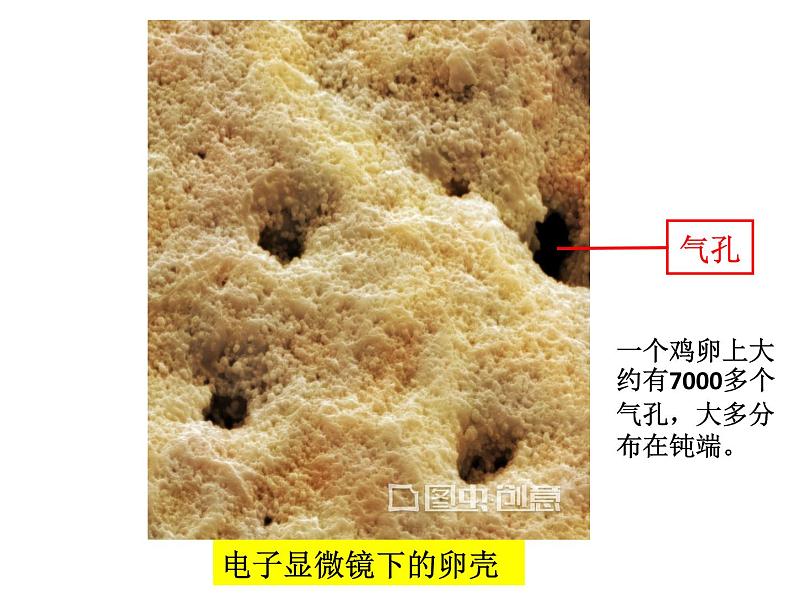 冀教版八年级下册生物  6.1.2动物的生殖和发育 课件第8页