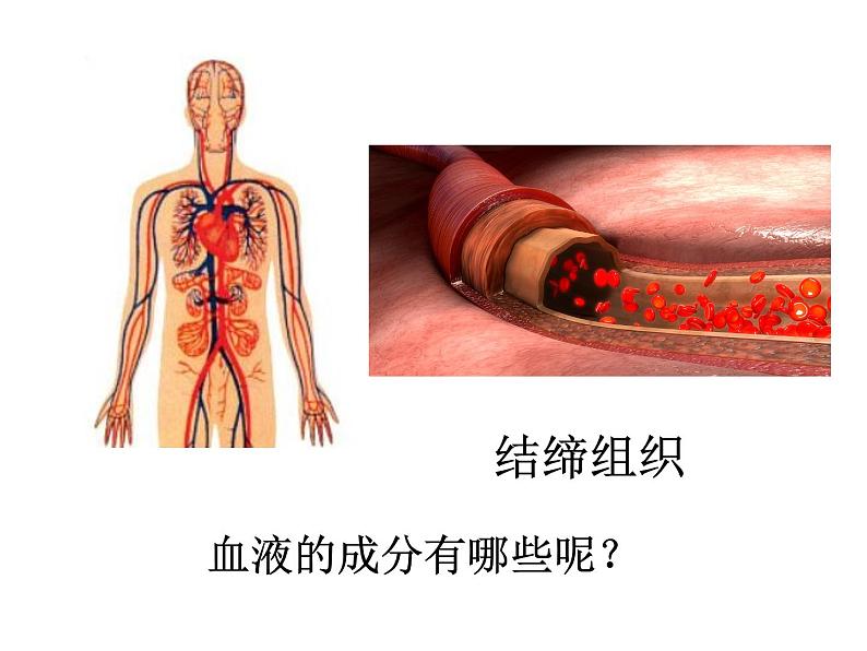 济南版七年级下册生物 3.1物质运输的载体 课件04