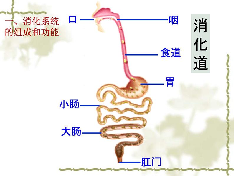 济南版七年级下册生物 1.2消化和吸收 课件第4页