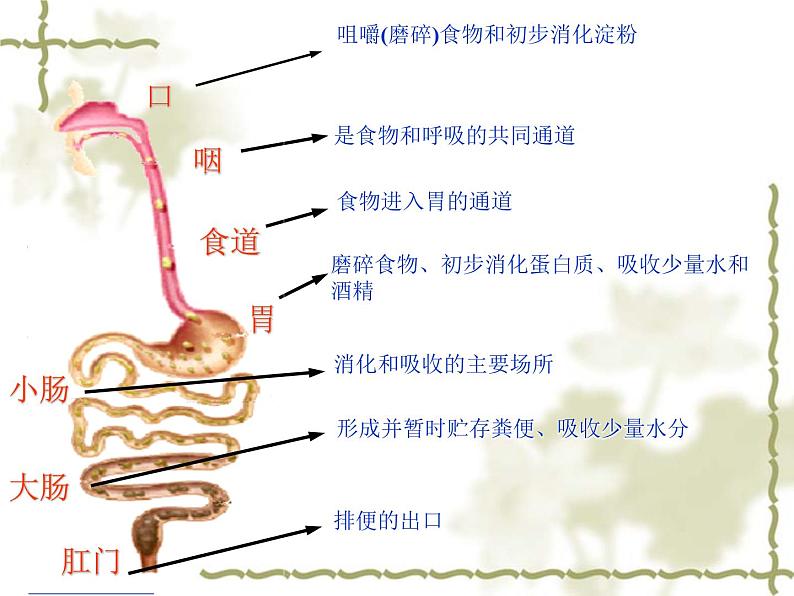 济南版七年级下册生物 1.2消化和吸收 课件第5页