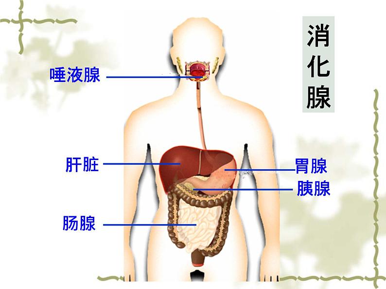 济南版七年级下册生物 1.2消化和吸收 课件第6页