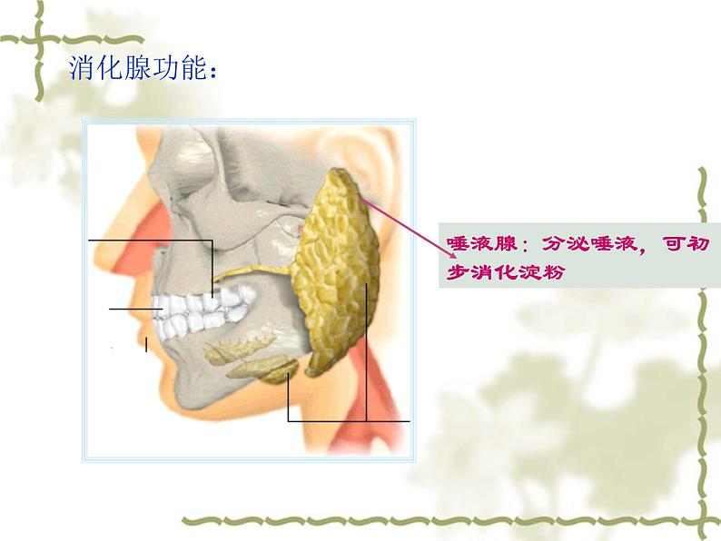 济南版七年级下册生物 1.2消化和吸收 课件第7页