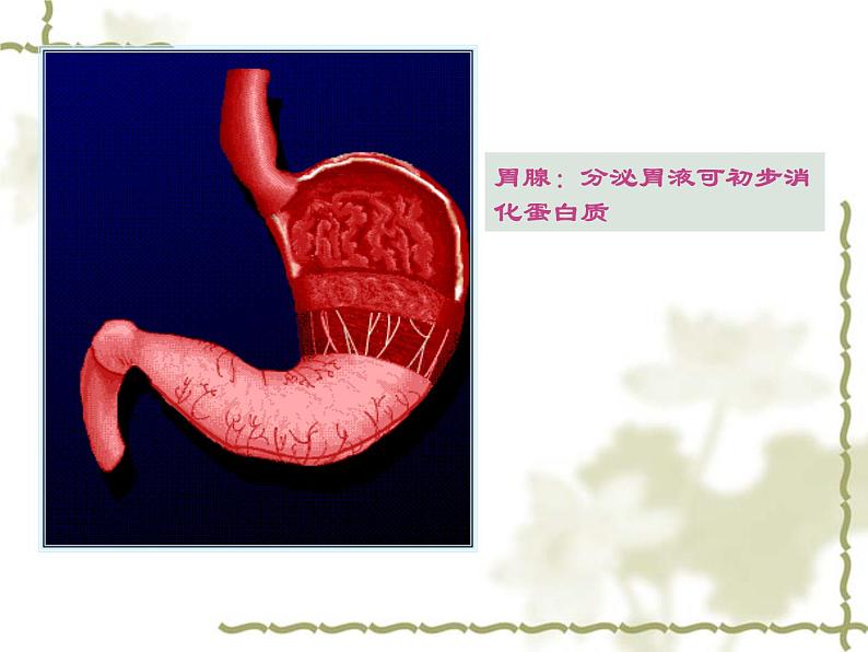 济南版七年级下册生物 1.2消化和吸收 课件第8页