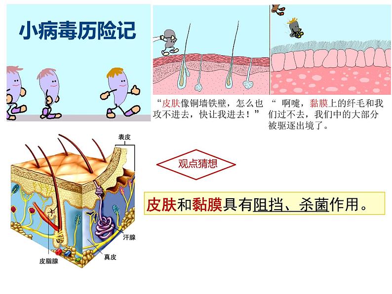 冀教版七年级下册生物 6.1 免疫 课件03