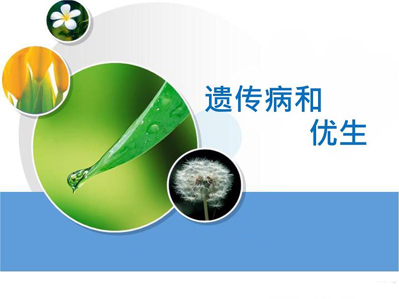 冀教版八年级下册生物  6.2.3遗传病与优生 课件第2页