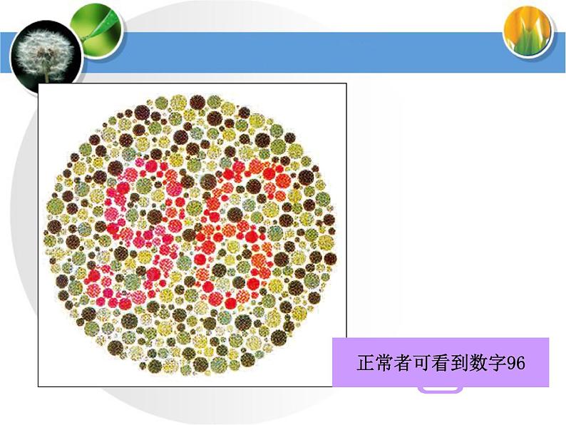 冀教版八年级下册生物  6.2.3遗传病与优生 课件第3页