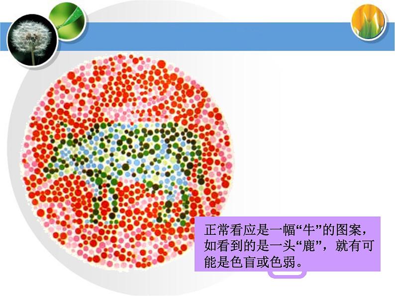 冀教版八年级下册生物  6.2.3遗传病与优生 课件第4页