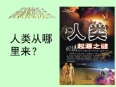 冀教版八年级下册生物  6.3.3人类的起源 课件