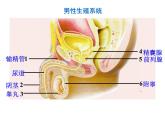 冀教版八年级下册生物  6.1.3人的生殖和胚胎发育 课件