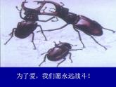 冀教版八年级下册生物  7.1.1环境对生物的影响 课件